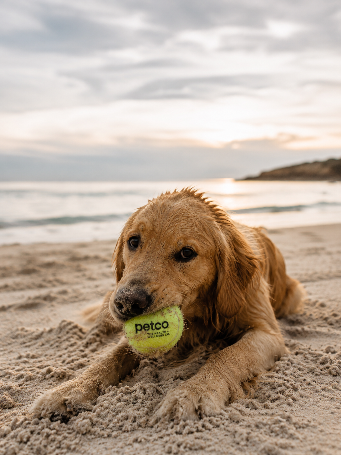 Pet Chew Toy Tennis Ball